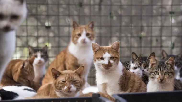 U Kini spa&scaron;eno 2000 mačaka koje su trebale postati večera