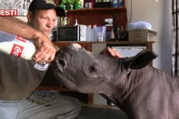 Napušteni nosorog Orion pronašao novu obitelj