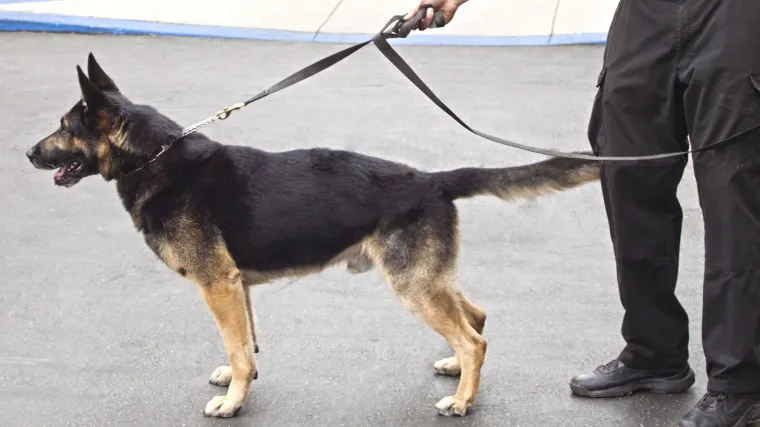 Držanje bez nadzora: U Pribislavcu pas ugrizao maloljetnika