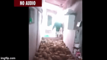 Farmeri uhićeni nakon što su ubili 72 praščića bacajući se na njih