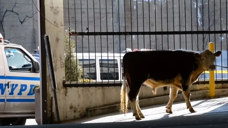 Smjela krava pobjegla iz klaonice