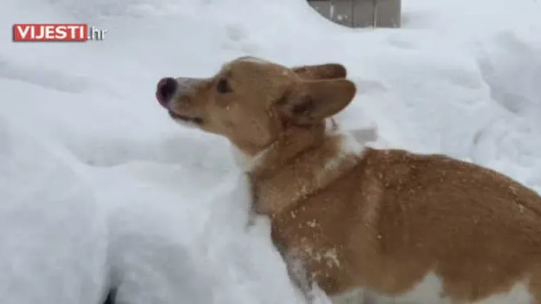 I psi u Americi imaju problema sa snijegom