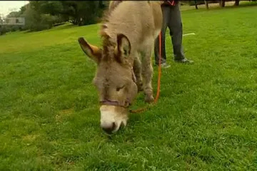Prema ovom magarcu rađen je animirani lik najboljeg Shrekovog prijatelja, a on jedva preživljava