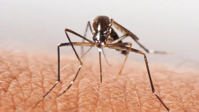 Potvrđen prvi slučaj Zika virusa u Danskoj: mu&scaron;karac se zarazio na putu u Afriku