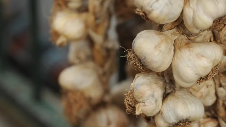 Diplomirala na češnjaku pa unovčila znanje