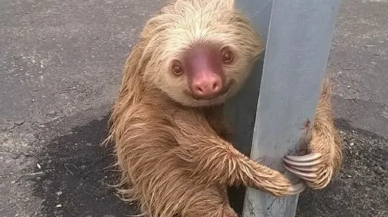 Mali usporeni ljenivac pronađen kraj autoceste