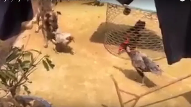 Pijetlovi krenuli s krvoločnim obračunom, a onda je do&scaron;ao pas