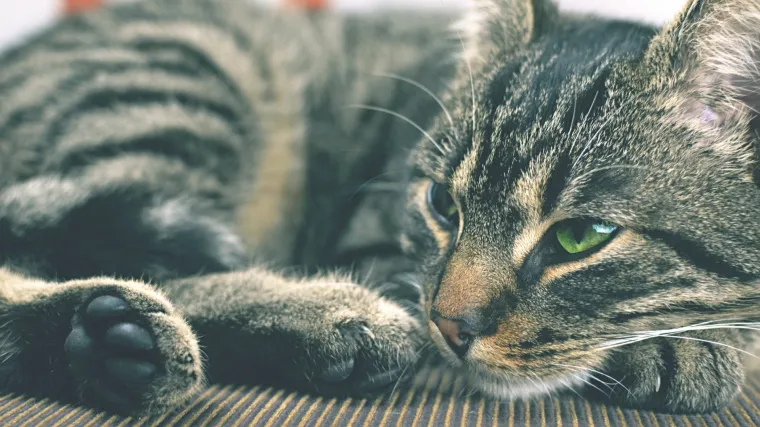 Čovjek pokopao mačku, a par sati kasnije doživio iznenađenje života