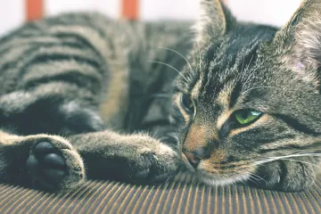 Čovjek pokopao mačku, a par sati kasnije doživio iznenađenje života