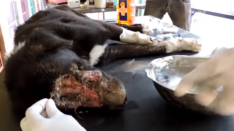 Pas kojem su crvi pojeli lice nevjerojatno se oporavio