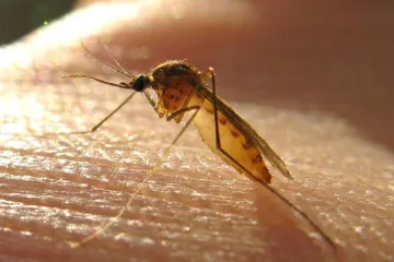 Opasni Zika virus, osim neuroloških, uzrokuje kod beba i oštećenja vida i sluha!