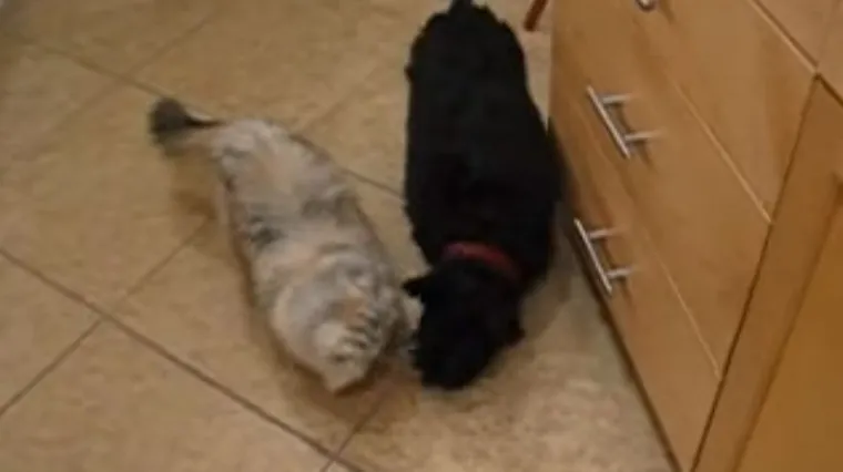 Ovi partneri u zločinu izludjeli su vlasnike