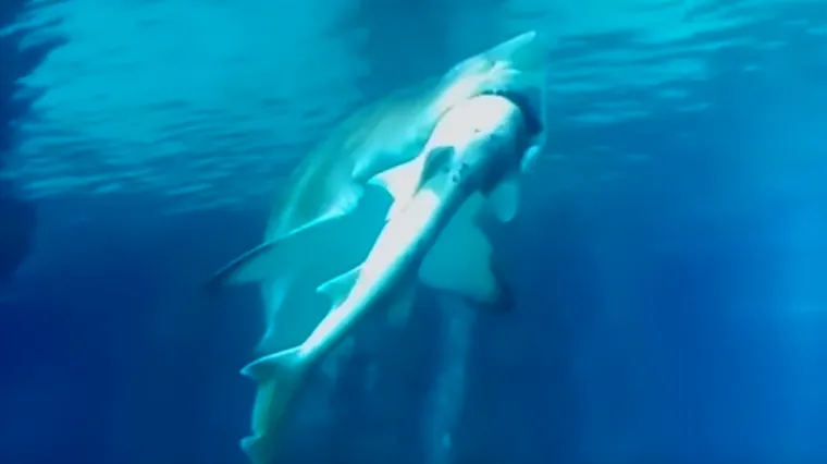 Ženka morskog psa proždrla rođaka pred očima zgranutih posjetitelja