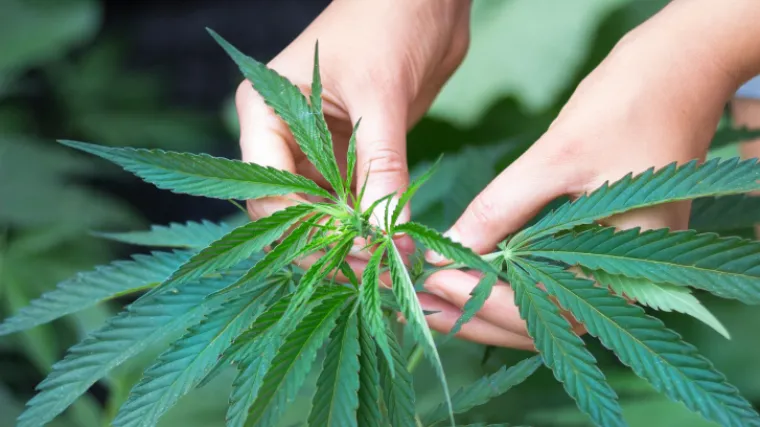 Žene stavljaju marihuanu u svoje vagine, a razlog će vas odu&scaron;eviti