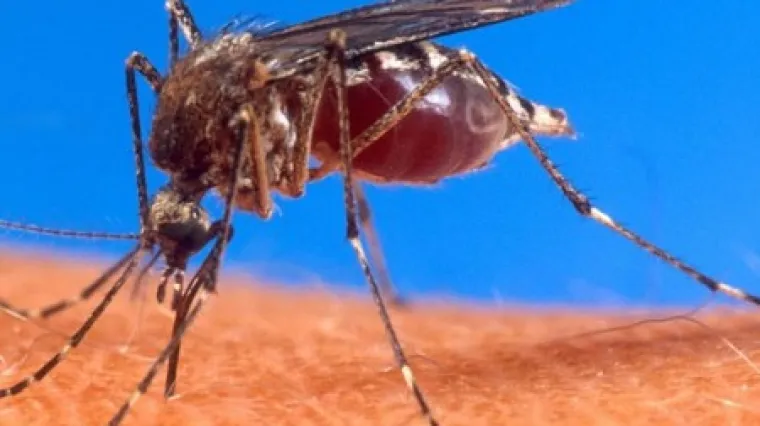 U Australiji zabilježeni prvi slučajevi zaraze Zika virusom: u zračnoj luci Sydney otkriveni komarci