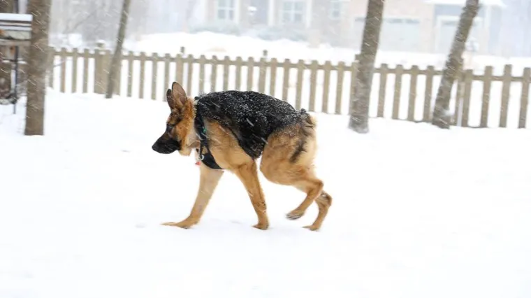 Sretan zavr&scaron;etak nevjerojatne priče: Pas Quasimodo konačno udomljen