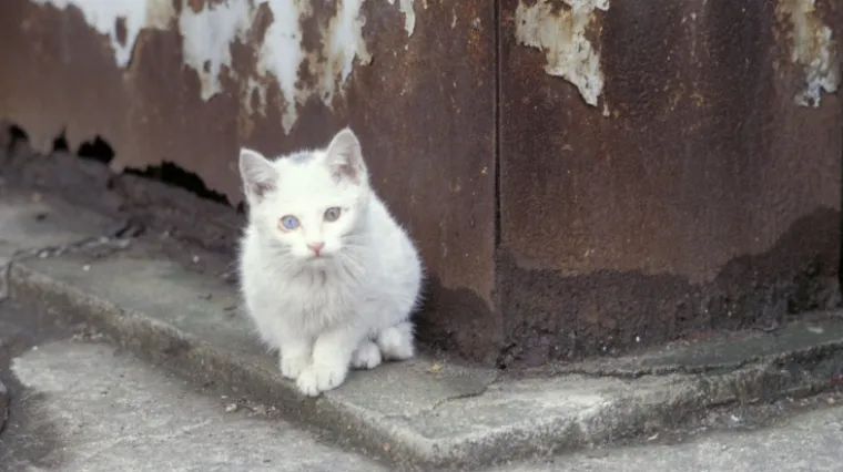 Mačka spriječila silovanje 18-godi&scaron;nje djevojke
