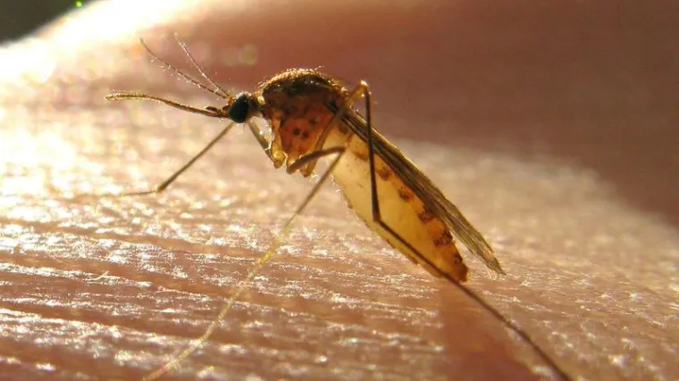 Prva trudnica zaražena Zika virusom u Europi: &Scaron;panjolka u drugoj trećini trudnoće