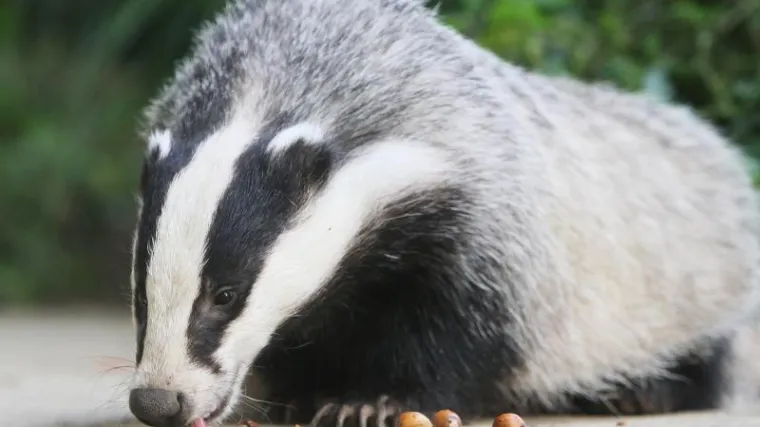 Šišmiši i jazavci zaustavili gradnju Appleovog podatkovnog centra