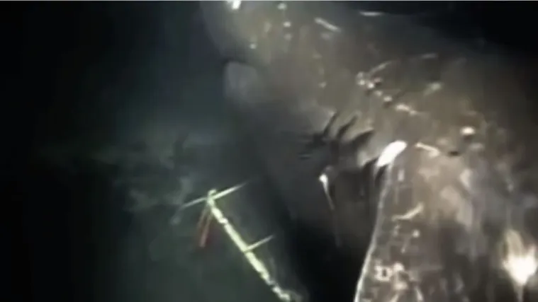 U oceanskim dubinama još živi megalodon?