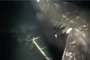 U oceanskim dubinama još živi megalodon?