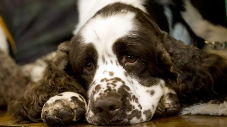 Depresivni vlasnici, depresivni kućni ljubimci, evo kako im svima pomoći...