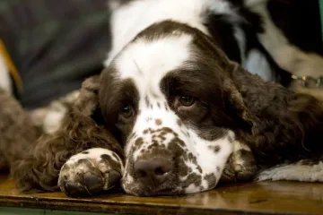 Depresivni vlasnici, depresivni kućni ljubimci, evo kako im svima pomoći...