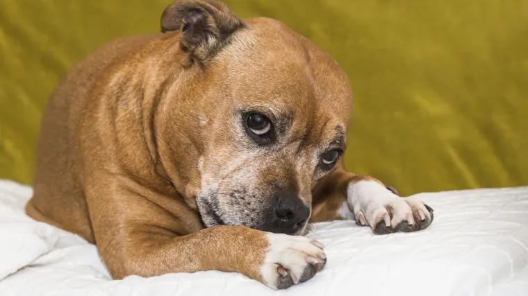 Zaradio prijavu jer je drvenim kolcem zatukao tri psa u Kur&scaron;ancu