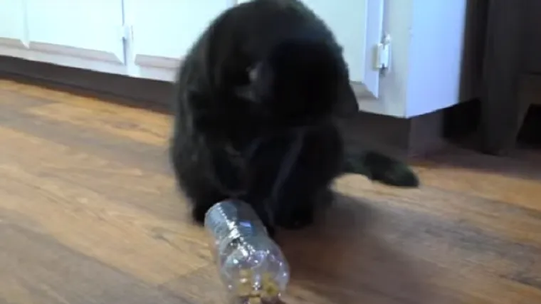 Ovih pet trikova uljep&scaron;at će život i vama i njima