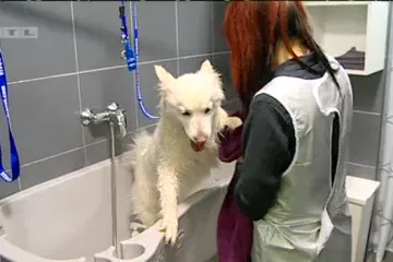 Samojedica Lu svakog ponedjeljka ide u salon za ljubimce kojeg drži supruga Tomislava Karamarka