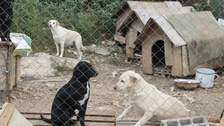Napu&scaron;tene životinje: Svaki &scaron;esti pas u Hrvatskoj nalazi se u Dubrovniku!