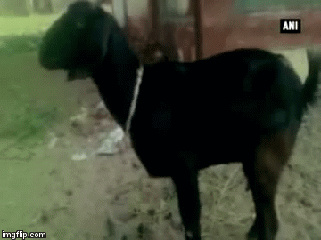 Uhitili kozu pa je uz jamčevinu pustili da se brani sa slobode