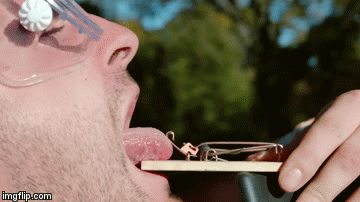 Gurnuo jezik u mišolovku, pogledajte je li to bila pametna ideja