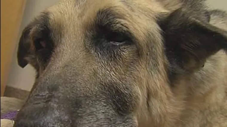 Meverick je jednoga dana nestao kao da ga je zemlja progutala, a upravo to se i dogodilo