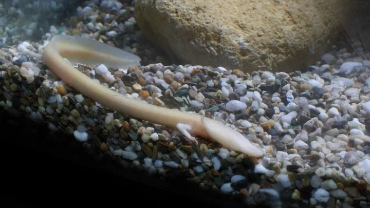 U Postojnskoj jami se mogu vidjeti jaja čovječje ribice