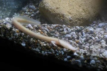 U Postojnskoj jami se mogu vidjeti jaja čovječje ribice