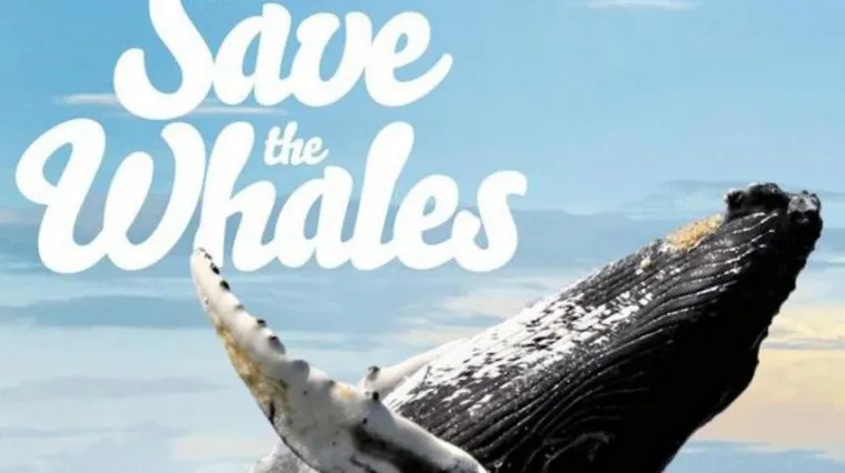 Pornićima za spas kitova: PornHub donira novac za očuvanje ugroženih životinja