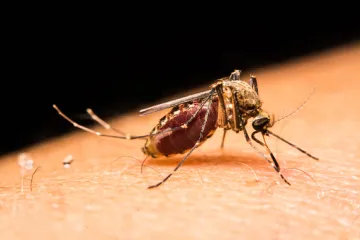Svjetska zdravstvena organizacija predlaže kukce, gene i radijaciju u borbi protiv Zika virusa