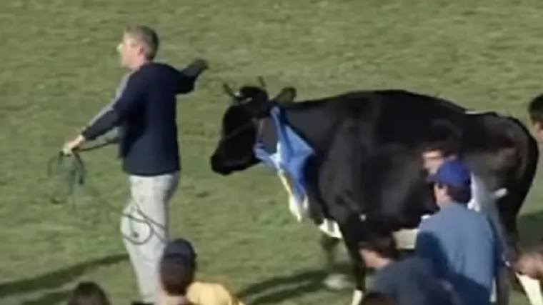 Urugvajci najavili sezonu proma&scaron;ajima i kravama na terenu