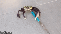 Rak vitla nožem, a tek kad ga čujete kako urla svoju tiradu...