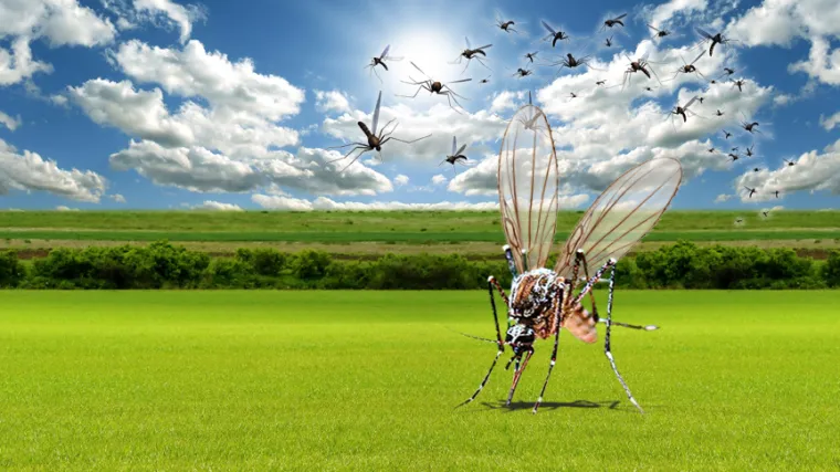 Županija i Grad Osijek zajedno protiv komaraca