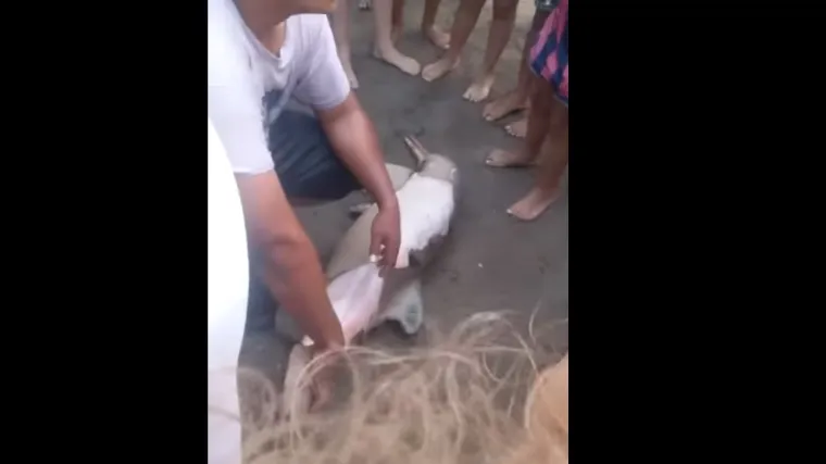 Natezali bespomoćnog mladunca dupina po plaži sve dok nije bilo kasno