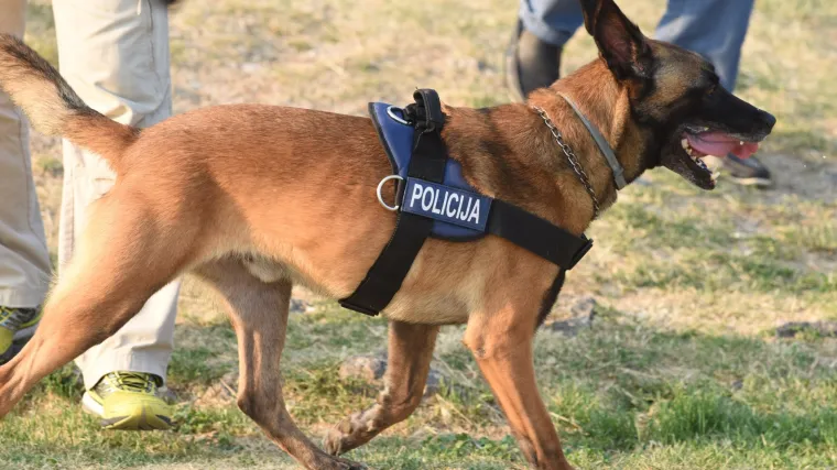 Heroj na četiri noge: policijski pas na &scaron;ibenskom području otkrio dva dilera marihuane