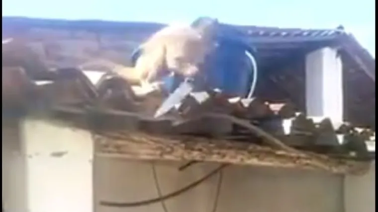 Pijani majmun naoružan nožem slistio rum i potjerao pijance iz bara