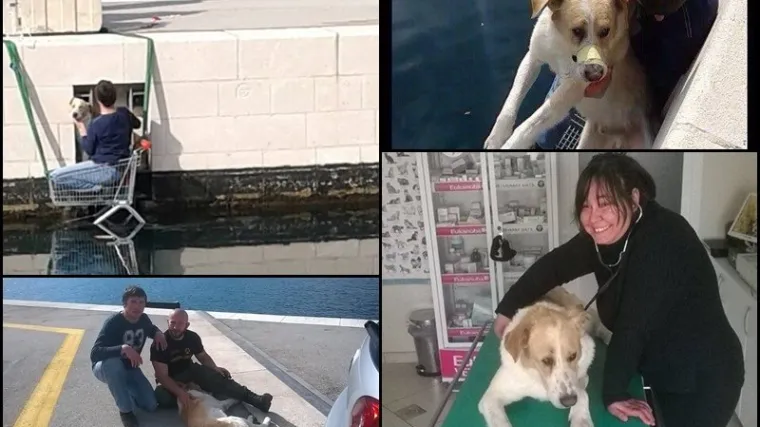 Pas upao u lučki bazen, izvukli ga s improviziranom opremom