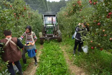 Traže sezonske radnike i nude dobru plaću, čak 1200 kn dnevno