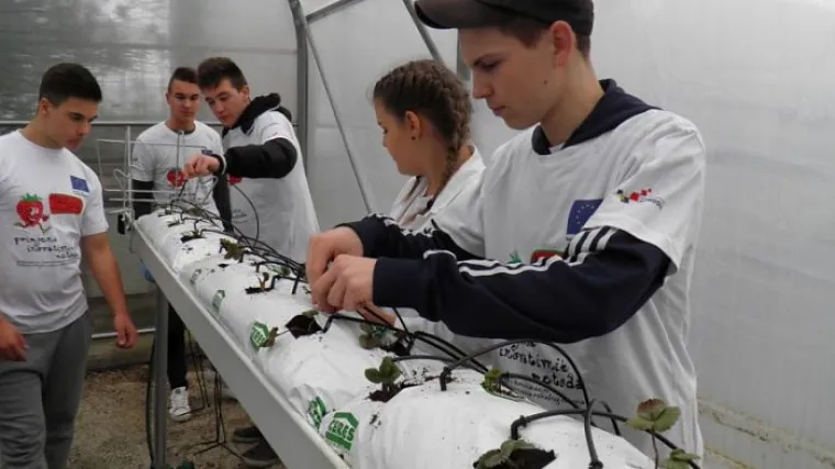 Umjesto učionice, u plastenik: ovi učenici žele pokazati proizvođačima &scaron;to je kontroliran i kvalitetan uzgoj jagoda