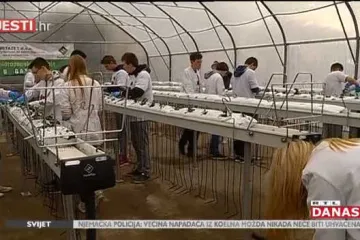 Zadarski učenici sadnjom u svom plasteniku žele pokazati &scaron;to je kontroliran i kvalitetan uzgoj voća