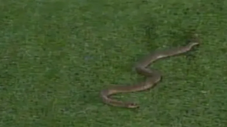 Nogometna utakmica u Brazilu prekinuta je jer je na teren u&scaron;la - zmija