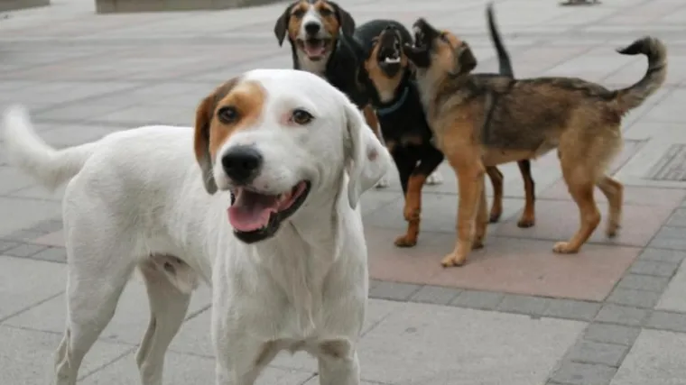 Policajci namjerno pregazili psa, brane ih kolege, ali i dio javnosti